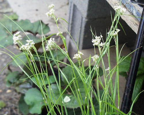 Allium  'Millenium'