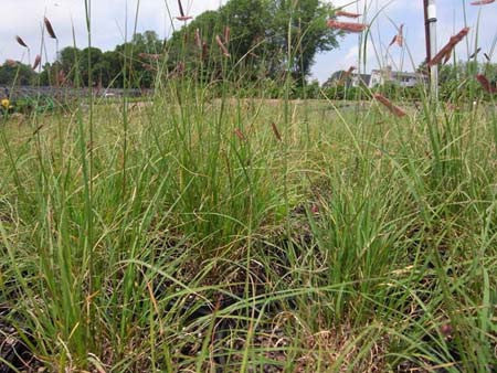 Bouteloua gracilis Mosquito Grass