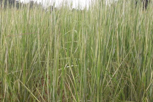 Calamagrostis acutiflora Overdam' Variegated Giant Reed Grass