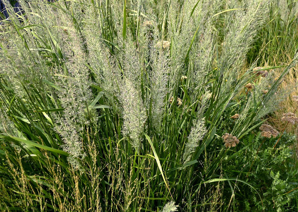 Calamagrostis (Achnaterum) brachytricha Korean Reed Grass'