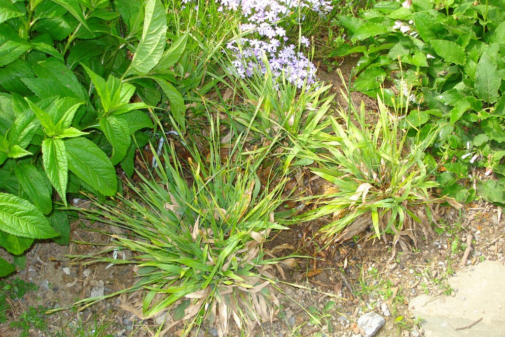 Carex platyphylla Slue Satin Sedge see substitute below