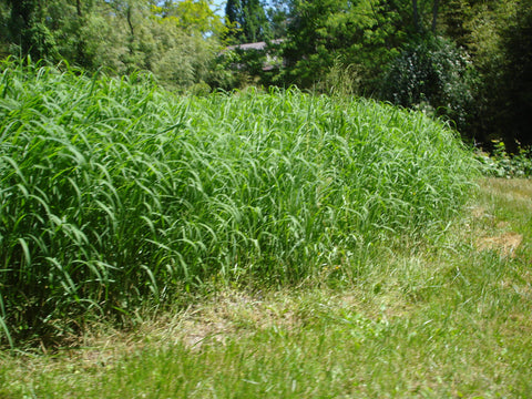 Miscanthus sacchariflorus Robustus' Giant Silver Banner Grass