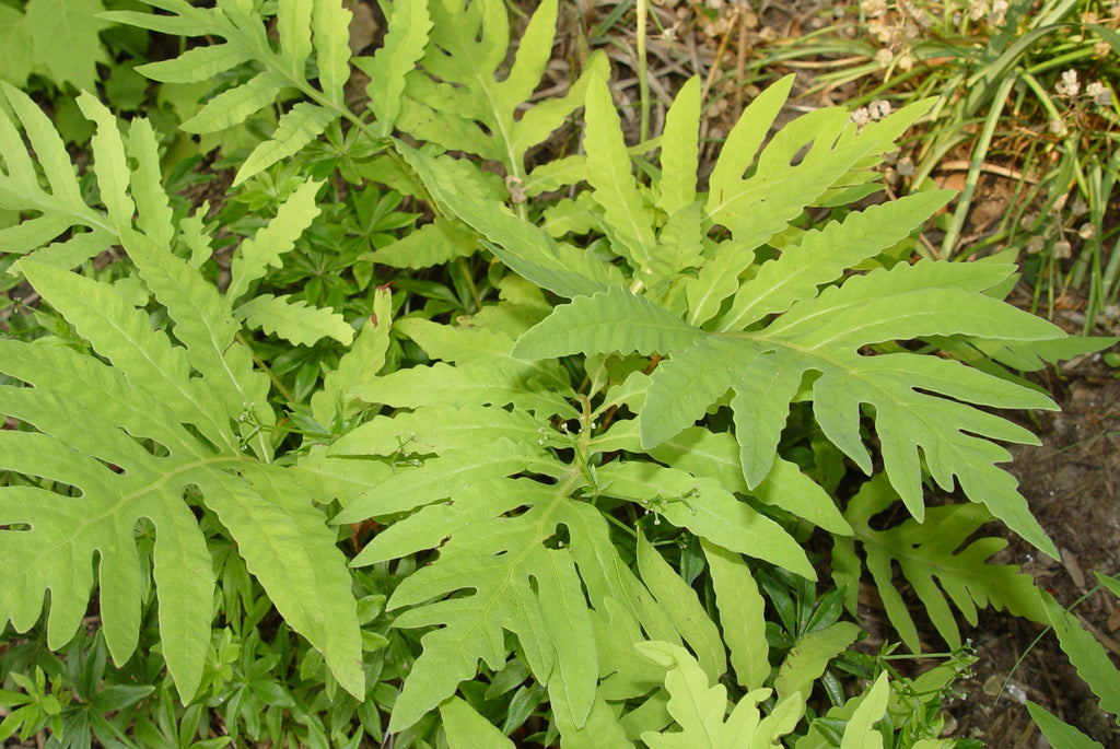 Onoclea sensibilis Sensitive Fern