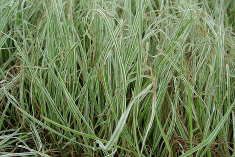 Dactylis glomerata Variegata' Variegated Orchard Grass