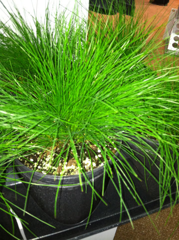 Deschampsia flexuosa Hair Grass