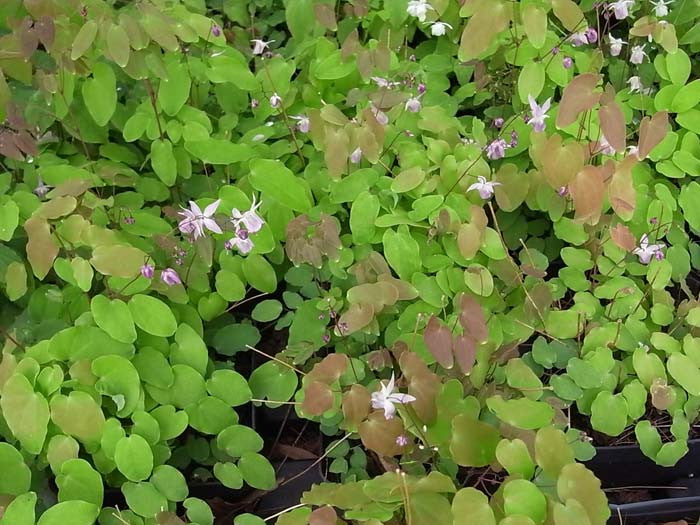 Epimedium grandiflorum Lilafee' Barrenwort