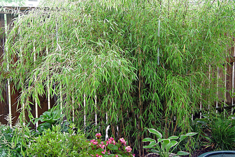 Fargesia nitida Fountain Clump Bamboo