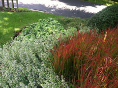 elegrass imperata cylindrica red baron Imperata cylindrica Red Baron' Japanese Blood Grass LIMITED AVAILABILI –  Earthly Pursuits, Inc