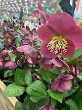 Helleborus  Frost Kiss 'Anna's Red   SOLD OUT
