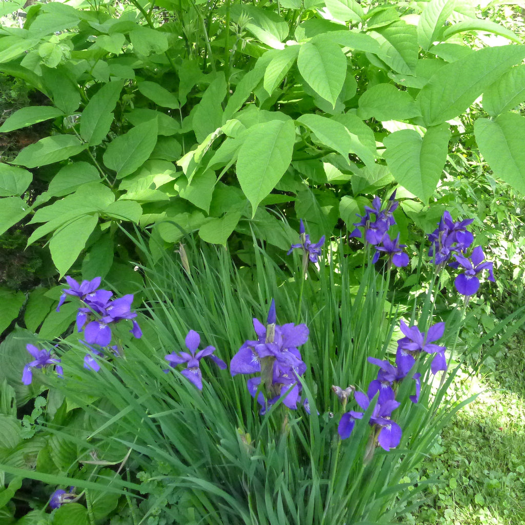 Iris sibirica Caesar's Brother' Blue'Black Siberian Iris