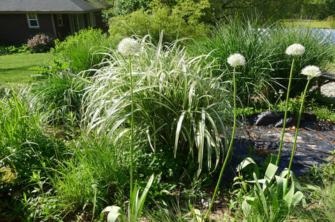 Miscanthus var. condensatus Cosmopolitan' Variegated Silver Grass  SOLD OUT