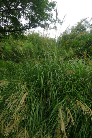 Molinia litoralis Windspiel' Tall Purple Moore Grass' Play of the Wind'Muehlenber