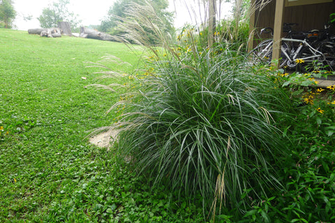 Miscanthus sinensis Allegro' Japanese Silver Grass