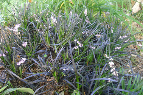 Ophiopogon planiscapus Niger' Black Mondo Grass