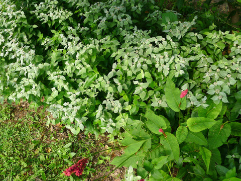 Pycnanthemum muticum Short-toothed Mountain Mint