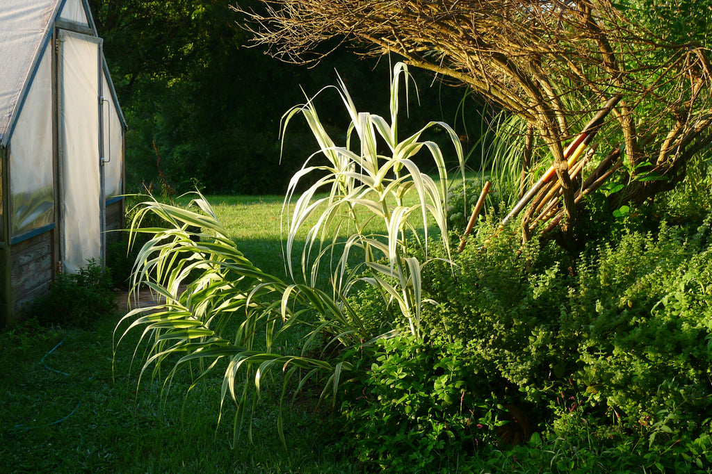 Arundo donax Variegata' Variegated Giant Reed Grass