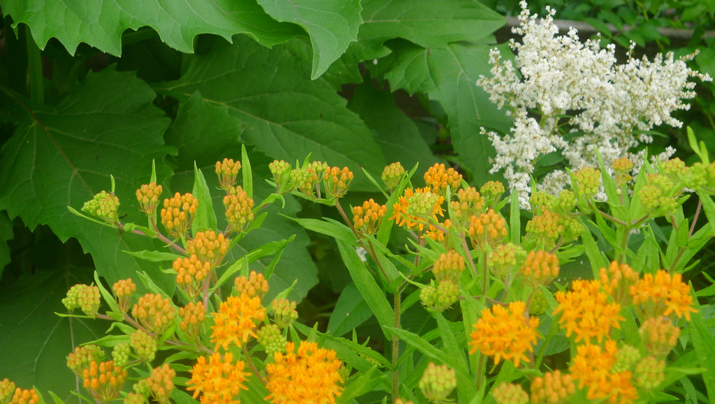 Asclepias tuberosa Gay Butterflies' Butterfly Weed