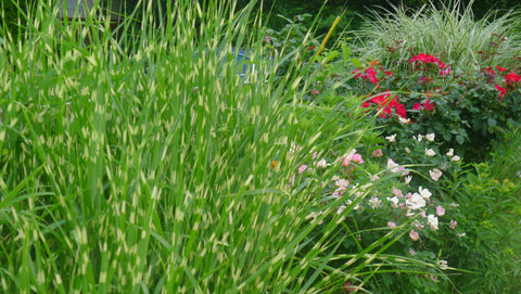 Miscanthus sinensis Strictus' Japanese Silver Grass' Stricturs'