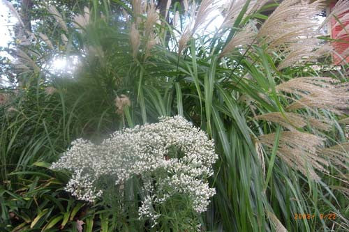 Miscanthus oligostachys Small Japanese Silver Grass