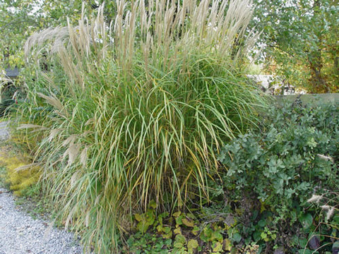Miscanthus sinensis Sarabande' Japanese Silver Grass 'Sarabande'