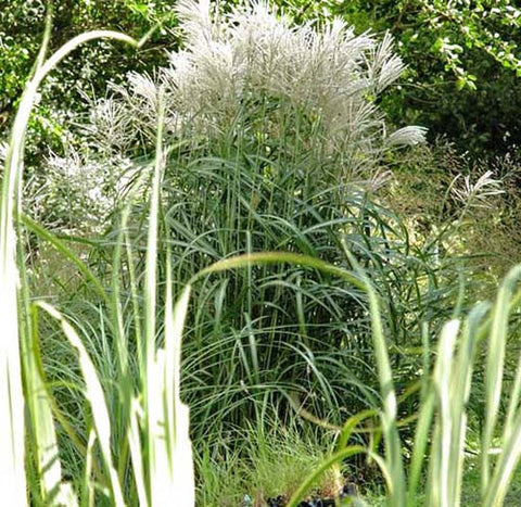 Miscanthus sinensis Malepartus' Japanese Silver Grass 'Malepartus  SOLD OUT