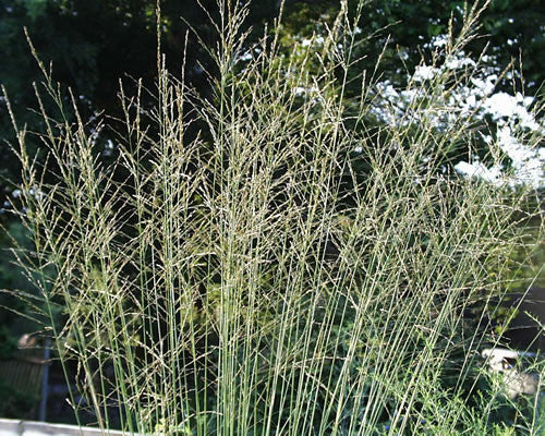 Molinia litoralis Transparent' Tall Purple Moore Grass 'Transparent'