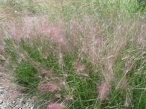 Muehlenbergia capillaris Pink Muehly Grass