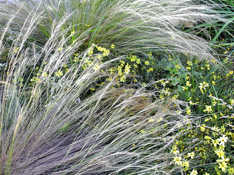 Stipa tenuissima Mexican Feather Grass