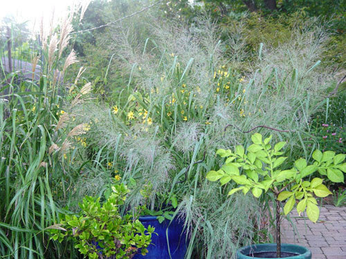 Panicum virgatum Dallas Blue' Dallas Blue' Switchgrass – Earthly ...