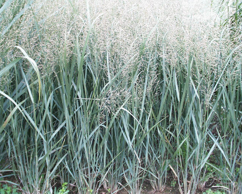 Panicum virgatum Northwind' Northwind' Switch Grass'