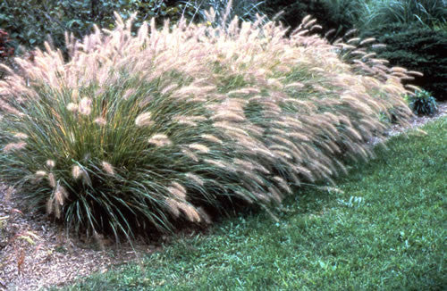 Pennisetum alopecuroides Fountain Grass