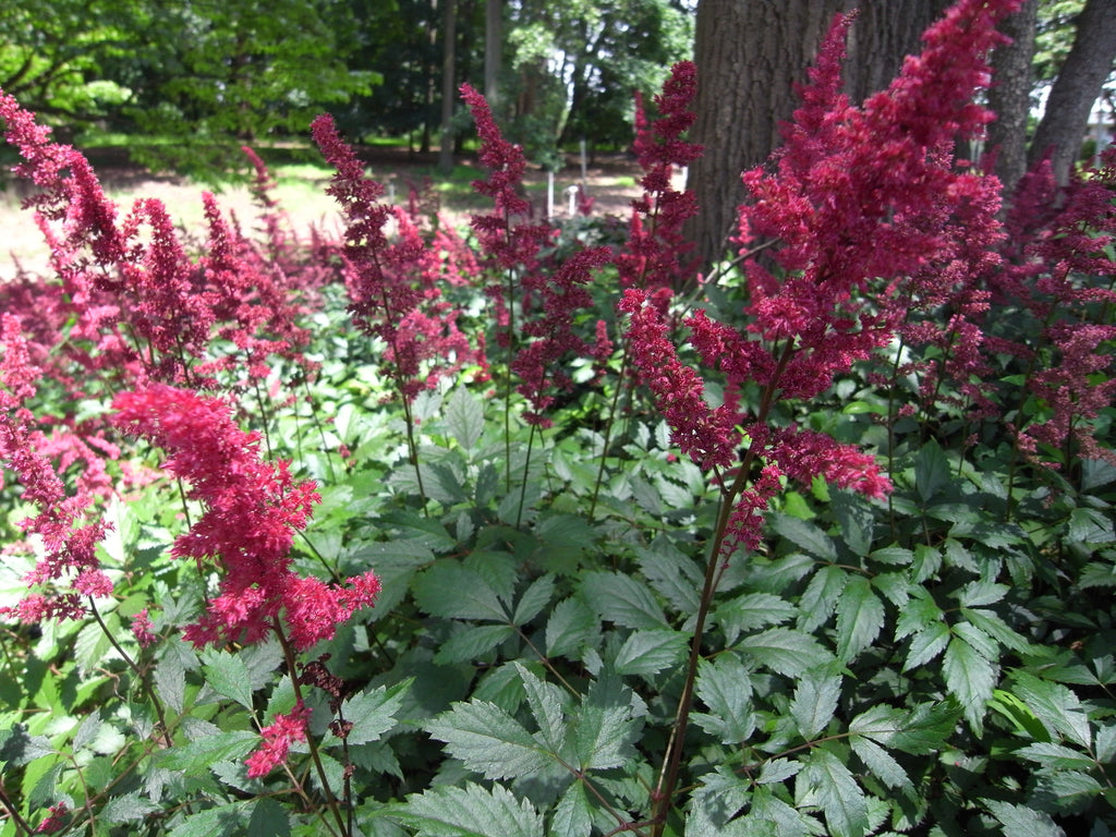 ignorere lur Konkurrencedygtige Astilbe x arendsii Fanal' Red Astilbe – Earthly Pursuits, Inc.