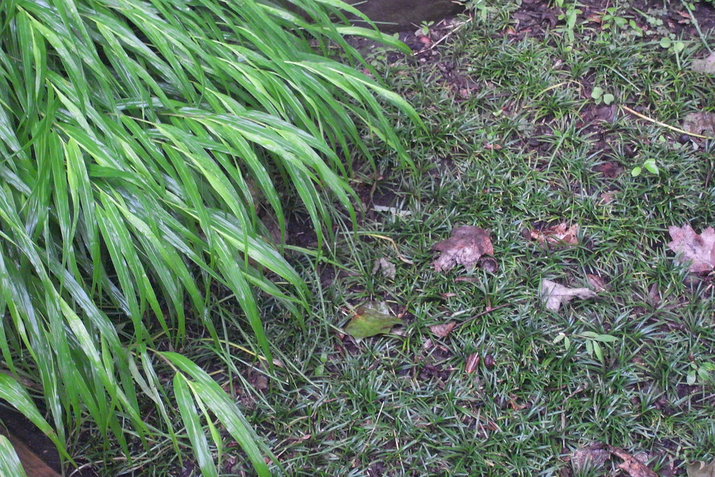 Ophiopogon japonicus Nana' Dwarf Mondo Grass