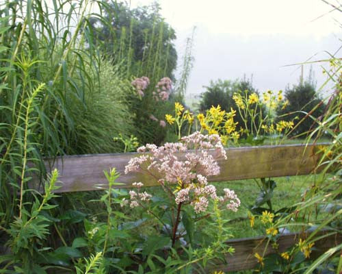 Silphium perforliatum Compass Plant