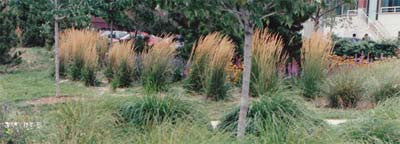 Calamagrostis acutiflora Stricta' Feather Reed Grass