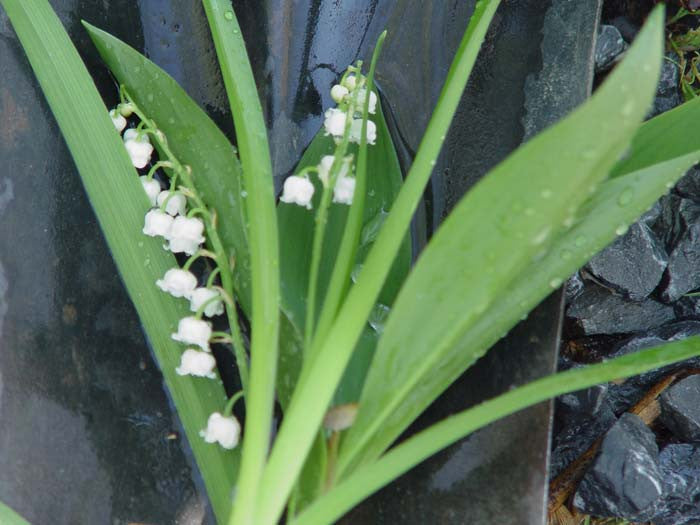 Convallaria majalis Lily-of-the-Valley