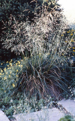 Deschampsia cespitosa Bronzeschleier' Tufted Hair Grass