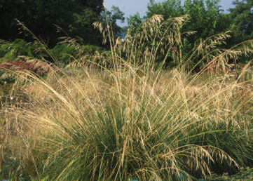 Deschampsia cespitosa Goldgehaenge' Tufted Golden Pendant grass