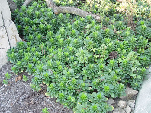 Euphorbia amygdaloides var robbiae' Spurge