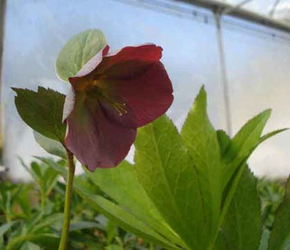 Helleborus  Frost Kiss 'Anna's Red   SOLD OUT