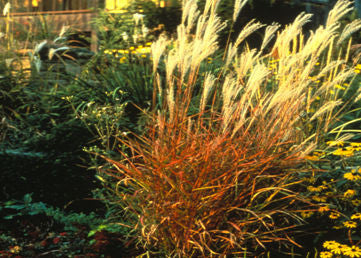 Miscanthus purpurascens Flame Grass