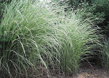 Miscanthus sinensis Morning Light' Japanese Variegated Maiden Grass