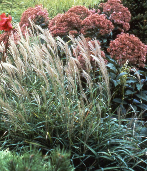 Miscanthus sacchariflorus Silver Banner Grass