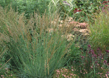 Molinia caerulea Strahlenquelle' Purple Moore Grass 'Source of Ray'