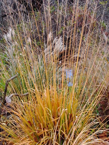 Molinia litoralis Skyracer' Tall Purple Moore Grass; 'Skyracer'