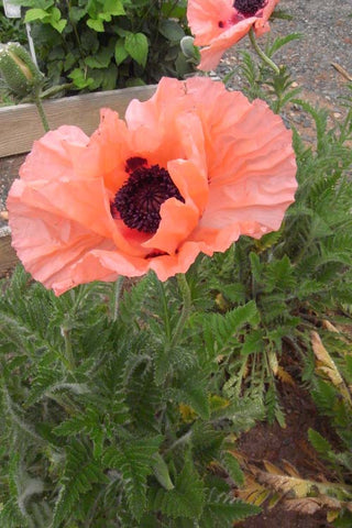 Papaver orientale Catharina' Oriental Poppy NOT AVAILABLE