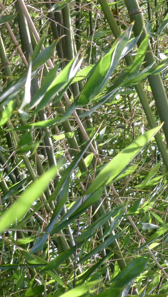 Phyllostachys bissettii Running Bamboo 'Bissetti'