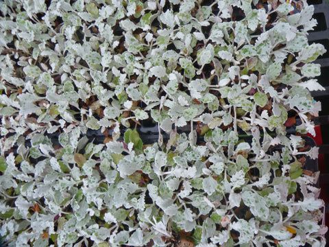 Artemesia stelleriana Silver Brocade' Wormwood