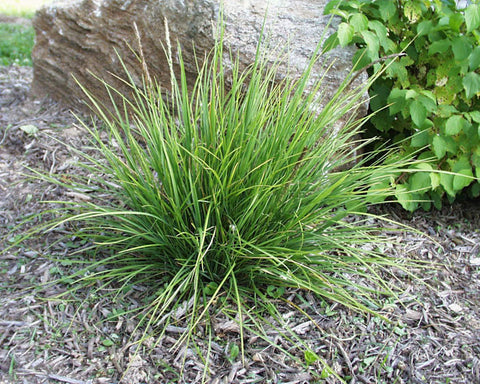 Sesleria heufeliana Blue-Green Moor Grass