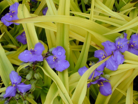 Tradescantia Sweet Kate' Spiderwort    SOLD OUT